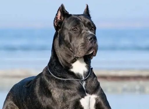 Forever Cane Corso