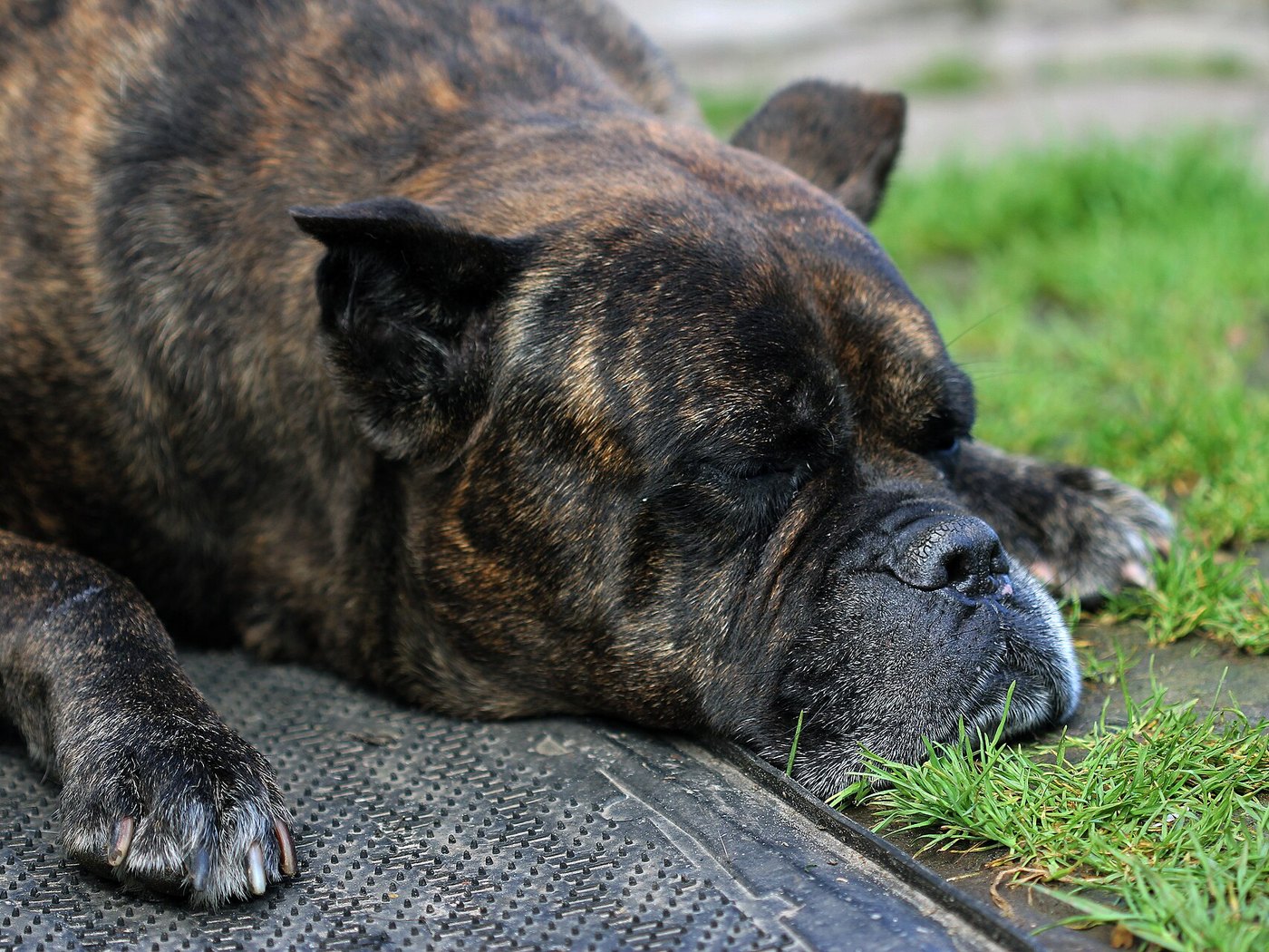 A fully grown Cane Corso