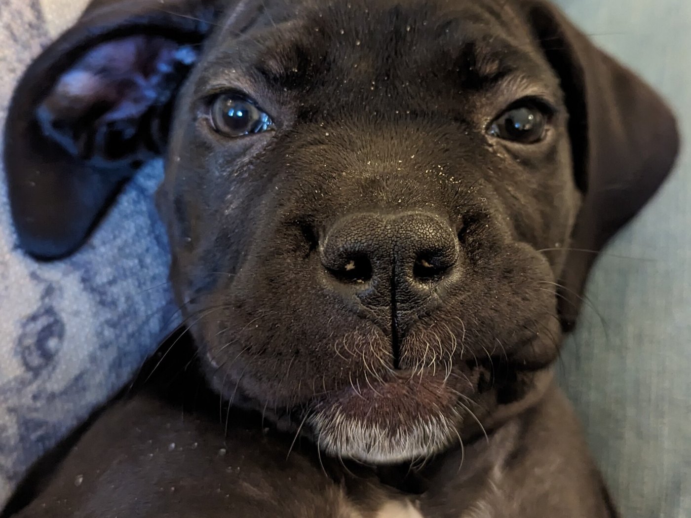 A Cane Corso puppy