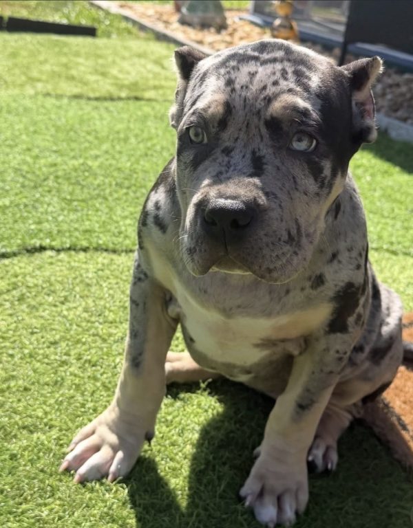 Chula, Canecorso
