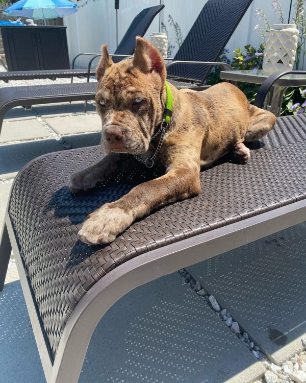 Enzo, Canecorso
