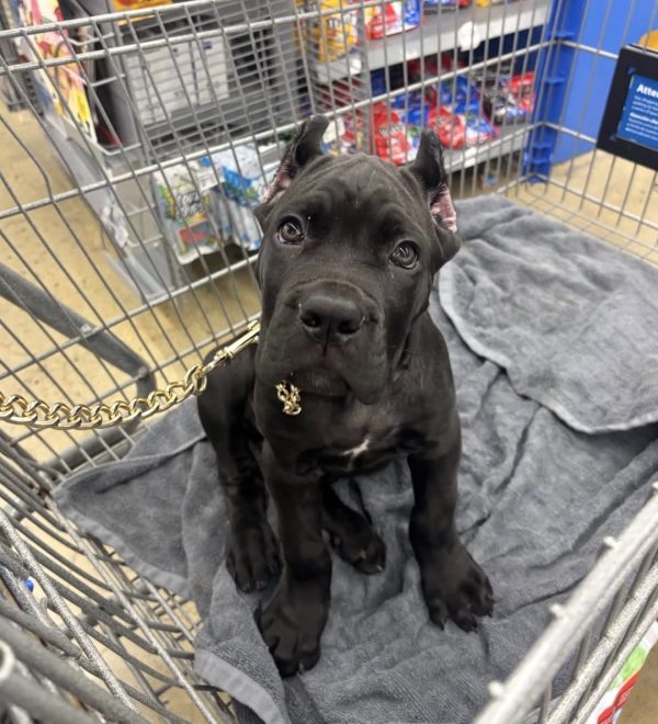 Stella, Canecorso