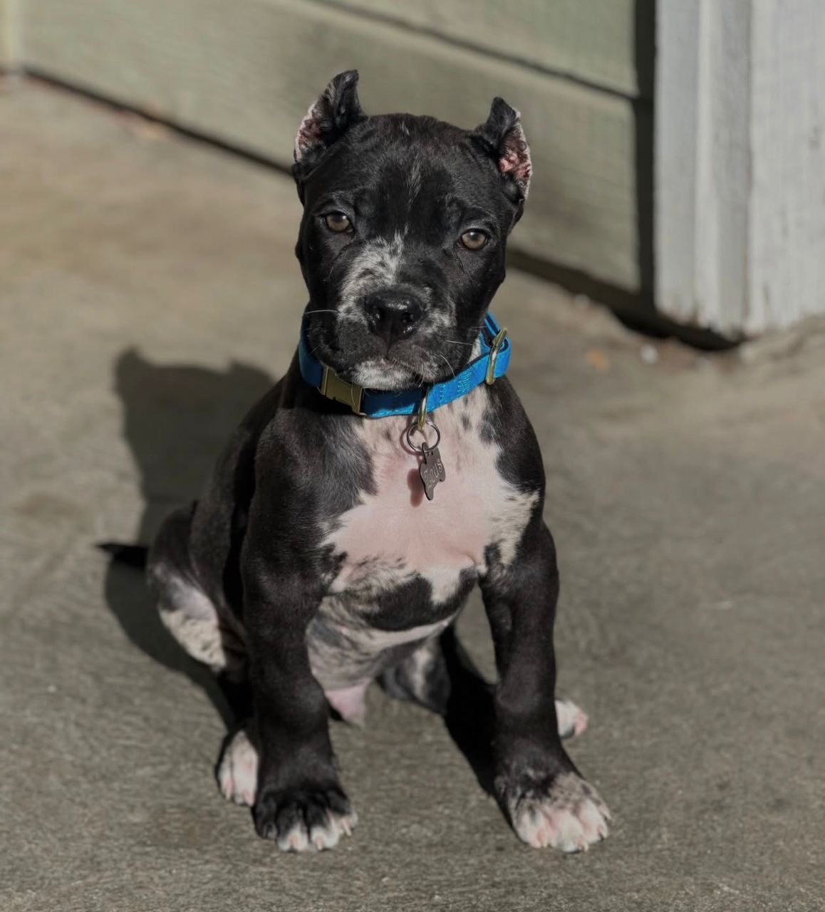 Zeus