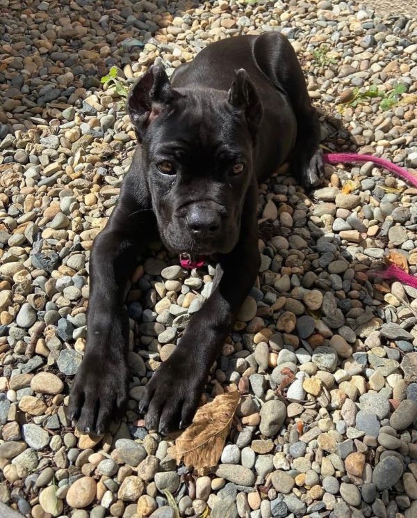 Luna, Canecorso
