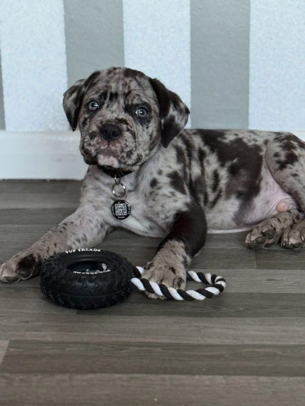 Rocky, Canecorso