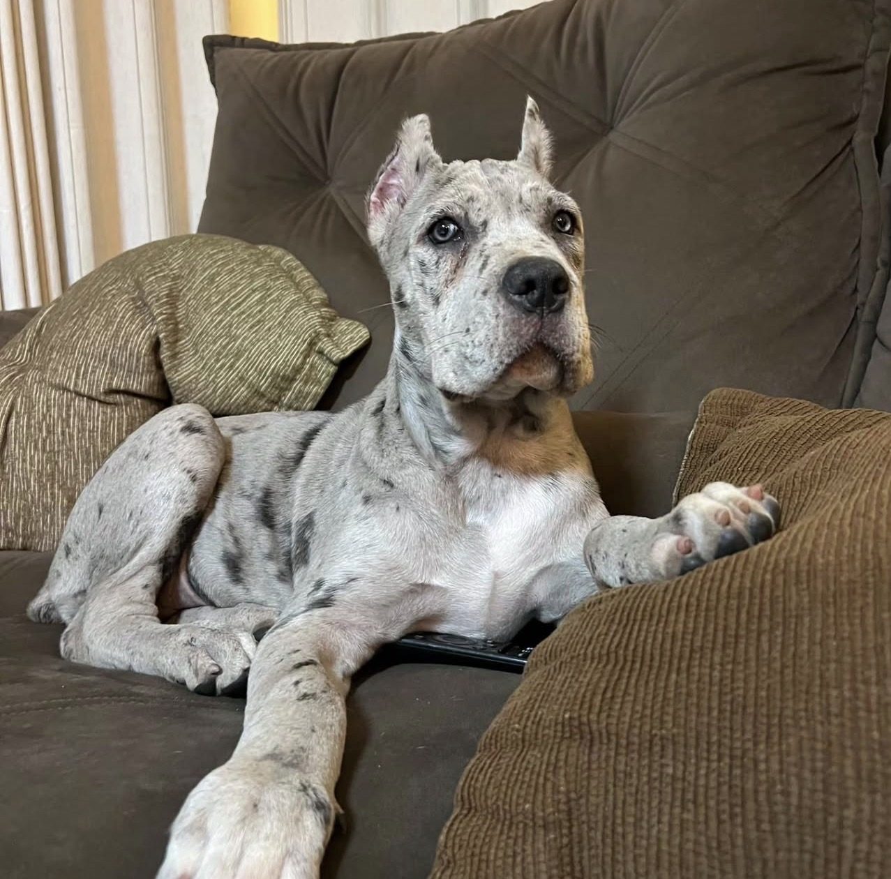 Lucy