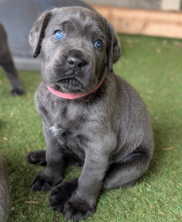 Milo, Canecorso