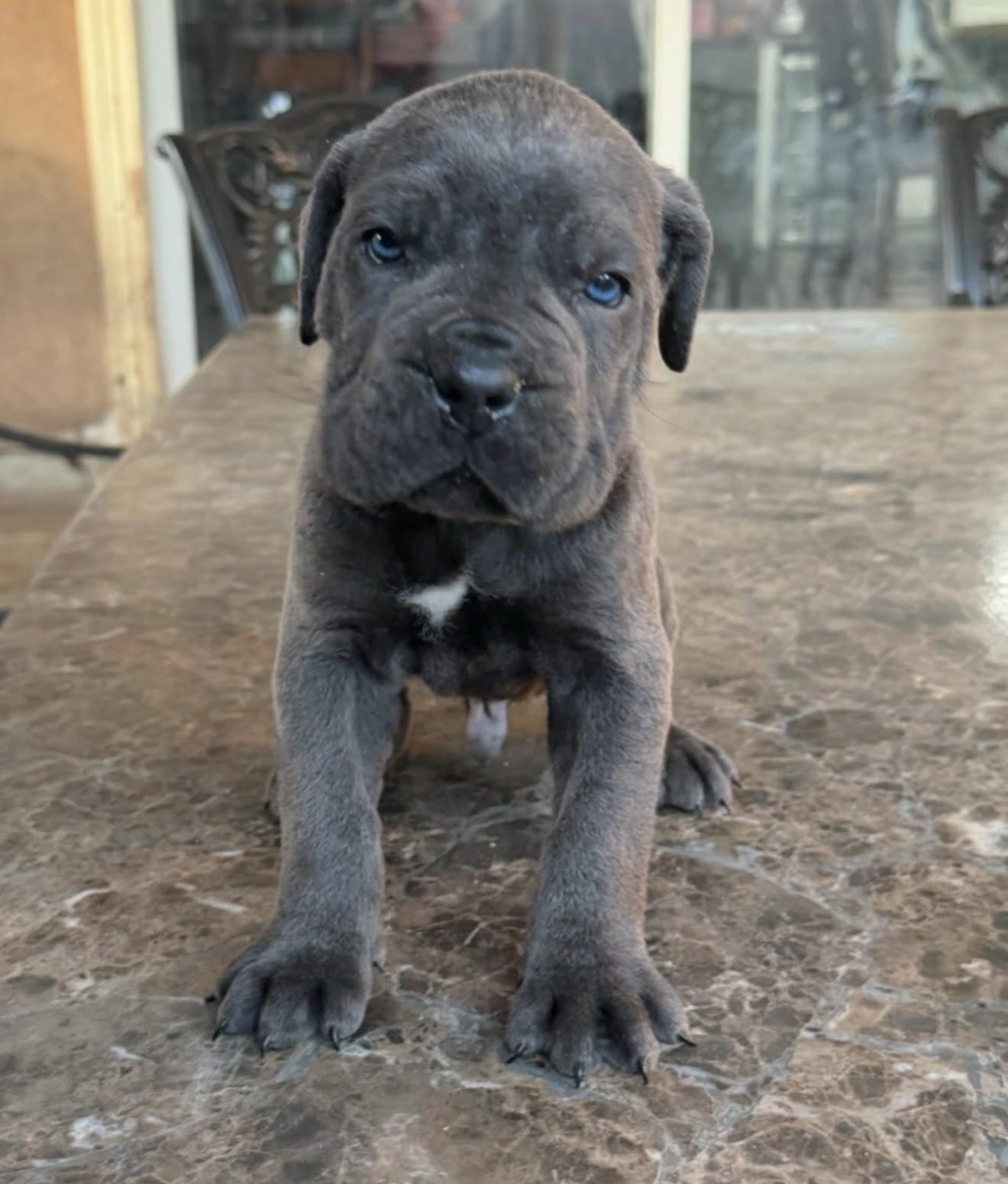 Cooper