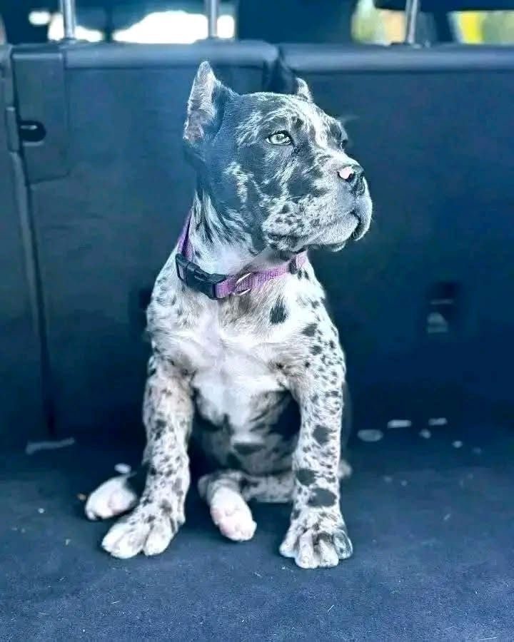 Bella