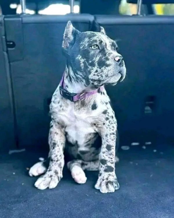 Bella, Canecorso