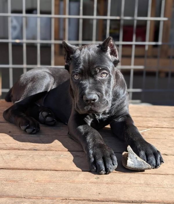 Rocco, Canecorso