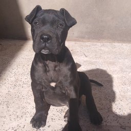 Biscuit, adopted by Sarah Mitchell