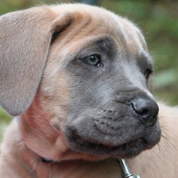 Luna, adopted by James Thompson