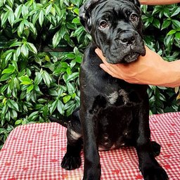 Charlie, adopted by Emily Kaufman