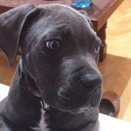 Mochi, adopted by Michael Roberts