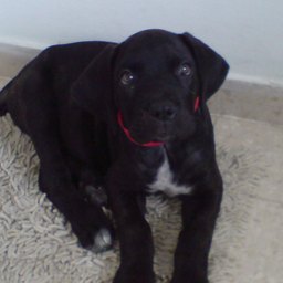 Rocky, adopted by Carlos Vega