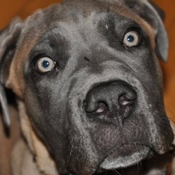 Bella, adopted by Olivia Parker