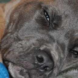 Cooper, adopted by Daniel Hughes